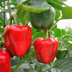 bell peppers growing in the field2