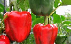 bell peppers growing in the field2